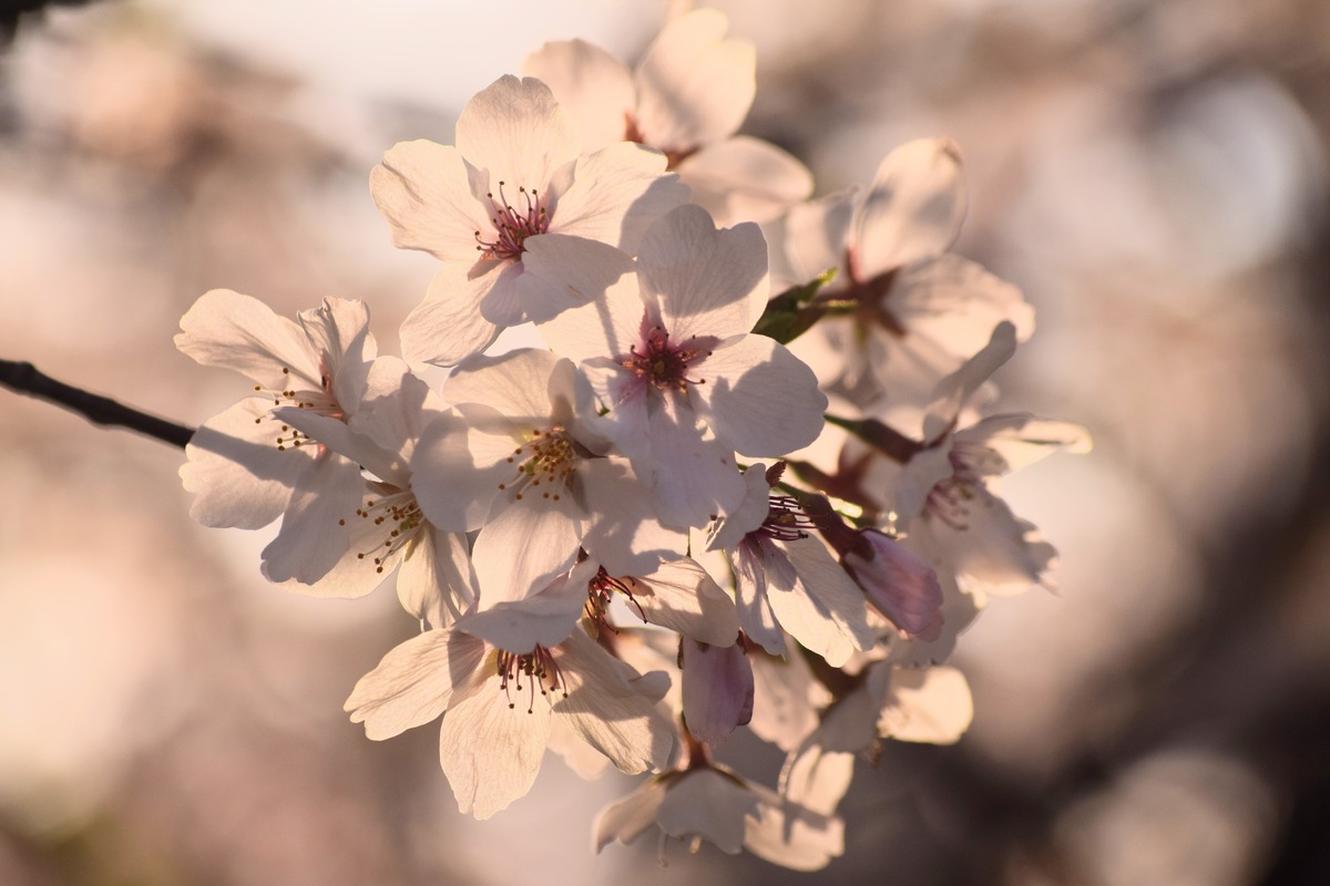 桜