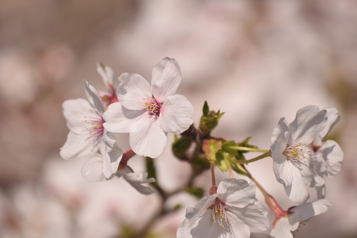 桜
