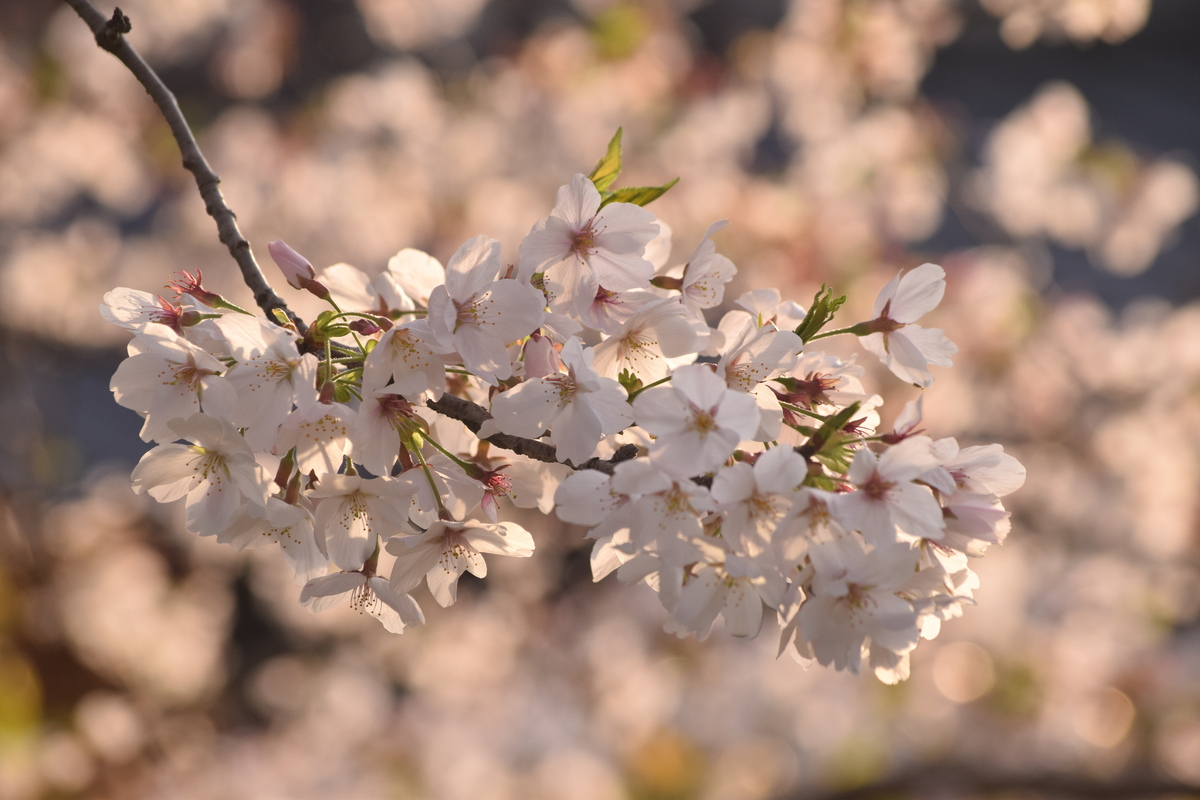 桜